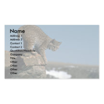 Bobcat skylined on colorful rocks business card