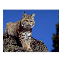Bobcat skylined post card