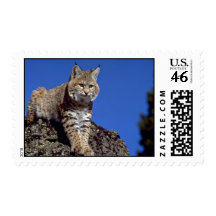 Bobcat skylined postage stamps
