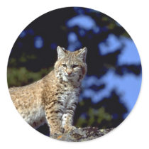 Bobcat stickers