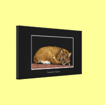 Bobcat canvas prints