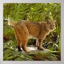 BobcatBCR004 Poster