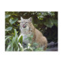 BobcatBCR014 Postcard