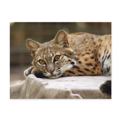 BobcatBCR018 Post Cards by BCRcats