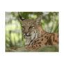 BobcatBCR032 Postcards