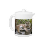 BobcatBCR046