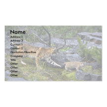 Bobcats-summer-mom with small kitten business card