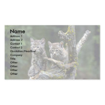 Bobcats-summer-young kittens business cards