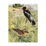 Bobolinks, Daisies and Pink Clover Postcard