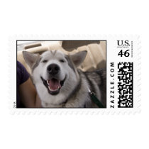 bobsteroo medium horizontal 44 postage