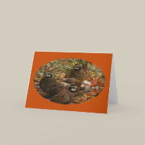 Bobwhite Miracle cards