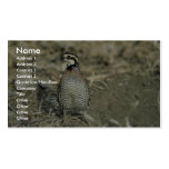 Bobwhite Quail Business Card