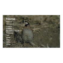 Bobwhite Quail business cards