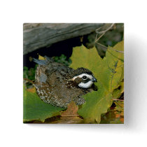 Bobwhite quail, cock lying at edge of autumn grass pin