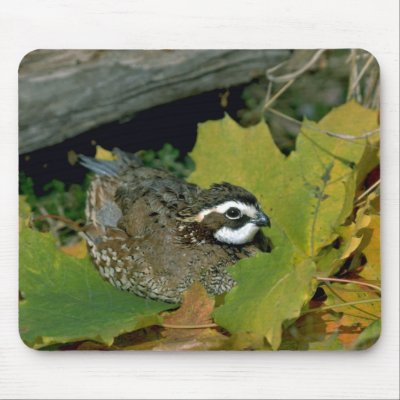 Bobwhite quail, cock lying at edge of autumn grass mouse pad