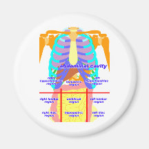 body_abdomina_color2 magnet