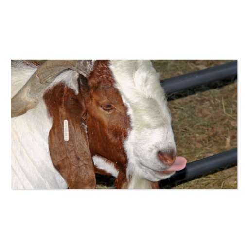 Boer Goat Billy Sticking His Tongue Out Business Cards (back side)