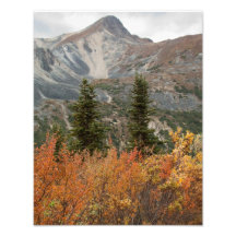 BOFR Boreal Friends Art Photo