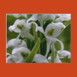 white bog orchid, bog candle orchid, platanthera