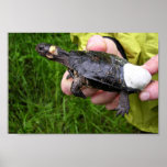 Bog turtle affixed with radio transmitter poster