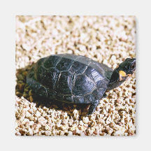 Bog turtle fridge magnet