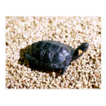 Bog turtle postcards