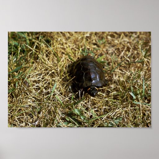 Bog turtle posters