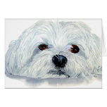 Bogart the Maltese Notecard