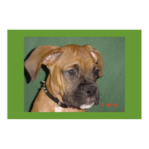 Bogey the Boxer Puppy posters