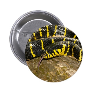 Boiga dendrophila or mangrove snake