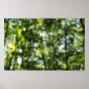 Bokeh in Spring