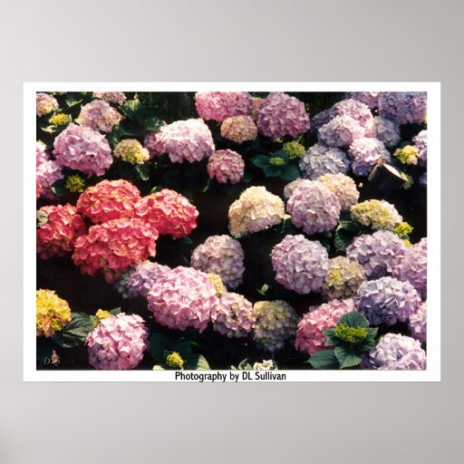 Bolas de nieve en rosado y púrpura por TDGallery Posters