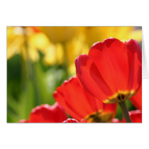 bold cards by tagrant bold cards