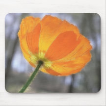 Bold Orange Iceland Poppy Mouse Pads