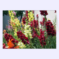 Bold Rocket Snapdragons cards