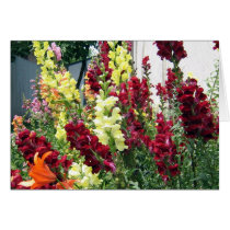 Bold Rocket Snapdragons cards by charlesblack7 Bold Rocket Snapdragons cards