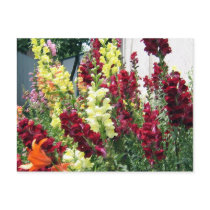 Bold Rocket Snapdragons postcards