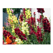 Bold Rocket Snapdragons Postcards