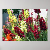 Bold Rocket Snapdragons Posters