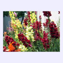Bold Rocket Snapdragons posters