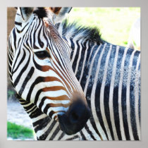Bold Zebra Posters or Prints