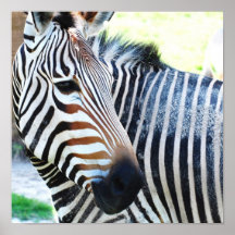 Bold Zebra Posters or Prints