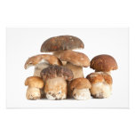 Boletus mushroom photograph
