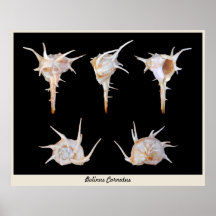 Bolinus Cornutus Print