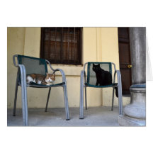 Bombay Cat & Aegen Cards