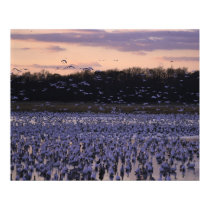 Bombay Hook National Wildlife Refuge posters