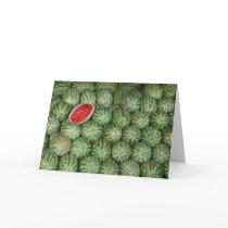 Bombay watermellon cards