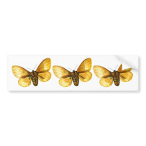 Bombyx quercus female, Bombyx quercus female, B... bumper stickers by FlutterByButterfly Bombyx quercus female, Bombyx quercus female, B... bumper stickers