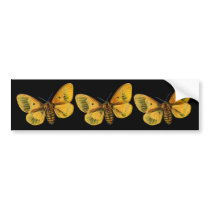 Bombyx quercus female bumper stickers by FlutterByButterfly Bombyx quercus female bumper stickers