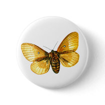 Bombyx quercus female buttons